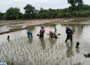 Kabar Gembira Bagi Petani Bojonegoro, Alokasi Pupuk Bersubsidi Ditambah untuk Tingkatkan Produksi