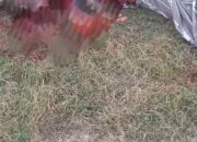 Viral ! Motif Asmara,Warga Dibacok