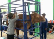 Pemkab Bojonegoro Gelar Kontes dan Pameran Ternak, Hadirkan Ternak Unggulan dari 28 Kecamatan