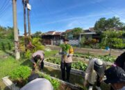 Kapolsek Sedati Panen Sayur Untuk Tingkatkan Ketahanan Pangan Lokal