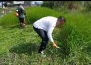 Kapolsek Krian Bersama Perangkat Desa Ponokawan Gelar Kerja Bakti Buka Lahan untuk Budidaya Jagung