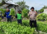Bhabinkamtibmas Bakung Temenggungan bersama Warga Panen Kangkung di Lahan Pekarangan Pangan Bergizi