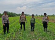 Siapkan Pekarangan Pangan Bergizi di Bakungtemenggungan Balongbendo