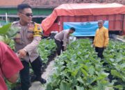 Gotong Royong Distribusikan Bibit Hortikultura di Desa Lemujut