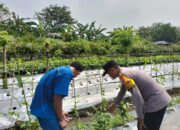 Bhabinkamtibmas Sambibulu Polsek Taman Cek Pekarangan Pangan Lestari