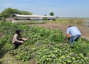 Polisi Cinta Petani Brigadir Dwi Retno Putri Sambang Desa dan Kunjungan ke Lahan Singkong dan Kacang Hijau Milik Warga