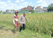 Aipda Adi Bhabinkamtibmas Desa Sidokepung, Ajak Petani Tingkatkan Produksi Padi Demi Ketahanan Nasional
