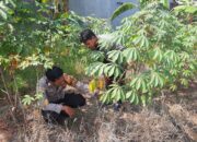 Brigadir Bayu Rizky Tinjau Budidaya Tanaman Singkong Wujudkan Swasembada Pangan
