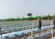 Bhabinkamtibmas Polsek Tarik Monitoring Program Ketahanan Pangan Tanaman Melon