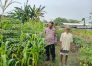 Aipda Ramli Anggiat Wujudkan Ketahanan Pangan Dengan Menanam Jagung Bersama Warga,