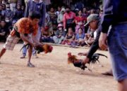 Judi Sabung Ayam di Plosoklaten Kembali Aktivitas, Diduga kuat Oknum APH Jadi Beking