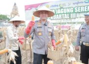 Dukung Ketahanan Pangan, Kapolres Jember Turun ke Ladang Pimpin Panen Raya Jagung 4 Hektare di Puger