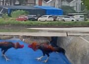 Judi Sabung Ayam Sedati Diduga Direstui Oknum Polsek Sedati Warga Pertanyakan Sikap Polsek dan Lurah