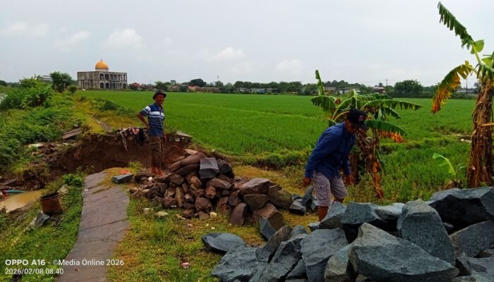 Akses Babakan Demak–Bojong Terputus Dua Pemdes dan Petani Kompak Perbaiki Tanggul yang Jebol