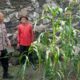 Polisi Cinta Petani, Kanit Binmas Polsek Buduran Perkuat Ketahanan Pangan Bersama Warga Sukorejo