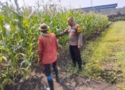 Menjaga Harapan dari Ladang, Bhabinkamtibmas Buduran Perkuat Sinergi dengan Petani Dukung Swasembada Pangan