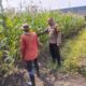 Menjaga Harapan dari Ladang, Bhabinkamtibmas Buduran Perkuat Sinergi dengan Petani Dukung Swasembada Pangan